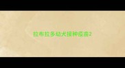 拉布拉多幼犬接种疫苗