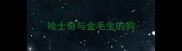 哈士奇与金毛生的狗
