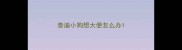 泰迪小狗想大便怎么办