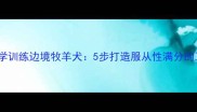 如何科学训练边境牧羊犬5步打造服从性满分的工作犬