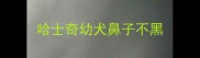 哈士奇幼犬鼻子不黑