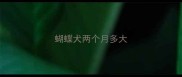 蝴蝶犬两个月多大