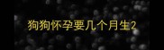 狗狗怀孕要几个月生