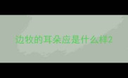 边牧的耳朵应是什么样