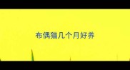 布偶猫几个月好养