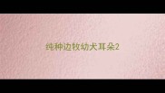 纯种边牧幼犬耳朵