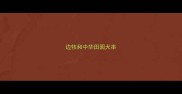 边牧和中华田园犬串