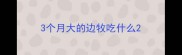 3个月大的边牧吃什么