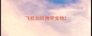 飞机如何携带宠物