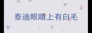 泰迪眼睛上有白毛