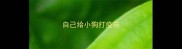 自己给小狗打疫苗