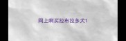 网上啊买拉布拉多犬