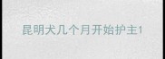 昆明犬几个月开始护主