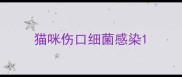 猫咪伤口细菌感染