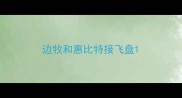 边牧和惠比特接飞盘
