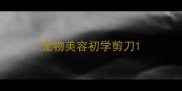 宠物美容初学剪刀