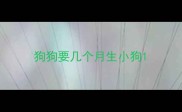 狗狗要几个月生小狗