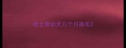哈士奇幼犬几个月换毛