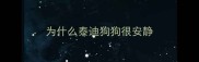 为什么泰迪狗狗很安静
