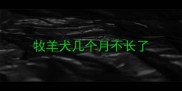 牧羊犬几个月不长了