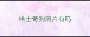 哈士奇狗照片有吗