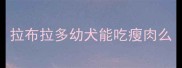 拉布拉多幼犬能吃瘦肉么