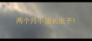 两个月小猫长虫子