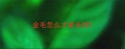 金毛怎么才能长胖