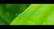 拉布拉多黑毛蓝眼睛
