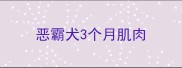 恶霸犬3个月肌肉