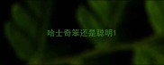 哈士奇笨还是聪明