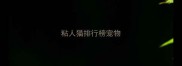 粘人猫排行榜宠物