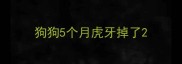 狗狗5个月虎牙掉了