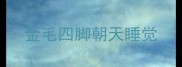 金毛四脚朝天睡觉