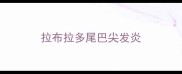 拉布拉多尾巴尖发炎