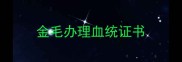 金毛办理血统证书
