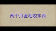 两个月金毛咬东西