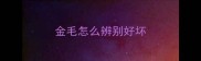 金毛怎么辨别好坏