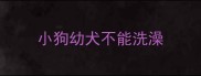 小狗幼犬不能洗澡
