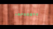 小狗产后恶露不尽