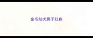 金毛幼犬鼻子红色