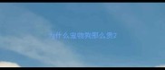 为什么宠物狗那么贵