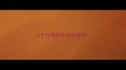 8个月狗狗怀孕的症状