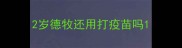 2岁德牧还用打疫苗吗