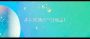 黑贝狗狗几个月成型