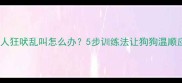 边境牧羊犬见人狂吠乱叫怎么办5步训练法让狗狗温顺应对客人来访