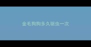 金毛狗狗多久驱虫一次