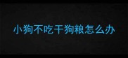 小狗不吃干狗粮怎么办
