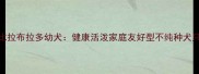 高性价比拉布拉多幼犬健康活泼家庭友好型不纯种犬只全攻略