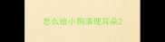 怎么给小狗清理耳朵